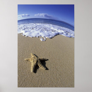 USA, Hawaii, Maui, Makena Beach, Starfish und Poster