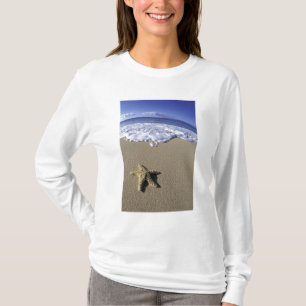 USA, Hawaii, Maui, Makena Beach, Starfish und T-Shirt