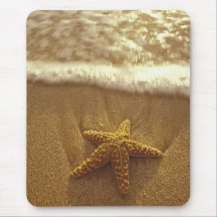 USA, Hawaii, Maui, Maui, Kihei, Seestern und Mousepad
