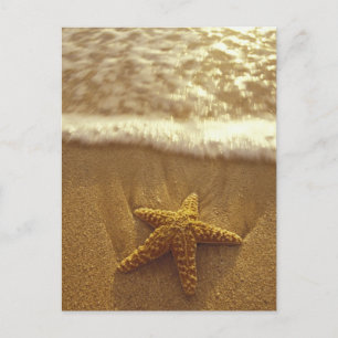 USA, Hawaii, Maui, Maui, Kihei, Seestern und Postkarte