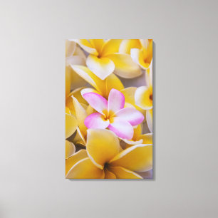 USA, Hawaii, Oahu, blühende Plumeria-Blumen 1 Leinwanddruck