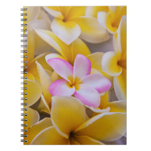 USA, Hawaii, Oahu, blühende Plumeria-Blumen 1 Notizblock