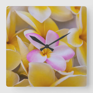 USA, Hawaii, Oahu, blühende Plumeria-Blumen 1 Quadratische Wanduhr