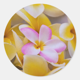 USA, Hawaii, Oahu, blühende Plumeria-Blumen 1 Runder Aufkleber