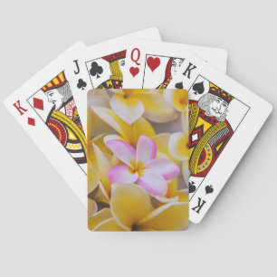 USA, Hawaii, Oahu, blühende Plumeria-Blumen 1 Spielkarten