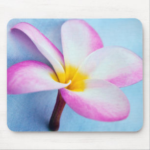USA, Hawaii, Oahu, blühende Plumeria-Blumen 2 Mousepad