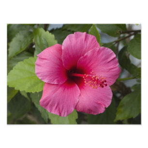 USA, Hawaii, Oahu. Der Hibiskus ist der 2 Fotodruck