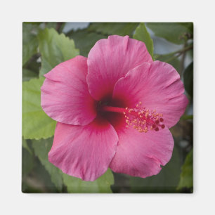 USA, Hawaii, Oahu. Der Hibiskus ist der 2 Magnet
