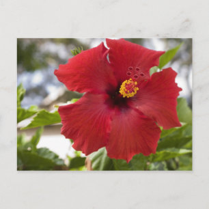 USA, Hawaii, Oahu. Der Hibiskus ist der Postkarte