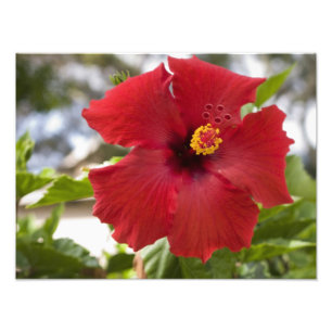 USA, Hawaii, Oahu. Der Hibiskus ist die Fotodruck