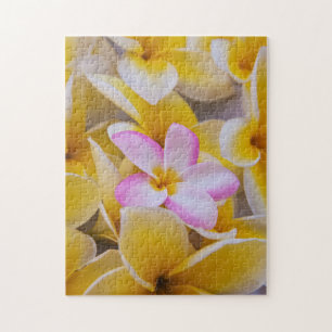 USA, Hawaii, Oahu, Plumeria Blume in Blüte 1