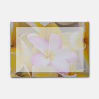 USA, Hawaii, Oahu, Plumeria Blume in Blüte 1