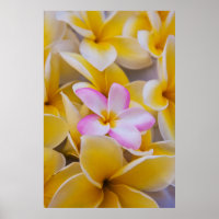 USA, Hawaii, Oahu, Plumeria Blume in Blüte 1