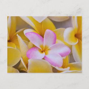 USA, Hawaii, Oahu, Plumeria Blume in Blüte 1 Postkarte