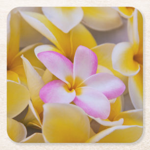 USA, Hawaii, Oahu, Plumeria Blume in Blüte 1 Rechteckiger Pappuntersetzer