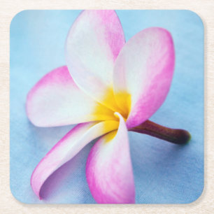 USA, Hawaii, Oahu, Plumeria-Blüten in Blüte 2 Rechteckiger Pappuntersetzer