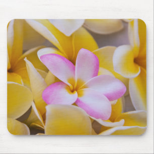 USA, Hawaii, Oahu, Plumerien in Blüte 1 Mousepad