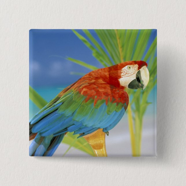 USA, Hawaii. Papagei Button (Vorderseite)