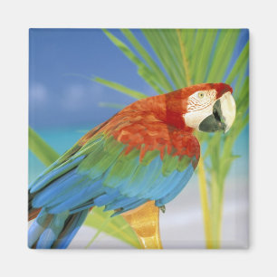 USA, Hawaii. Papagei Magnet