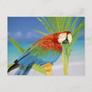 USA, Hawaii. Paprot Postkarte