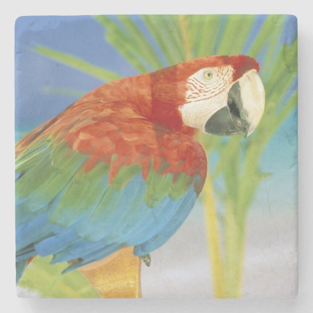 USA, Hawaii. Paprot Steinuntersetzer (Vorderseite)