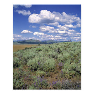 USA, Idaho, Camas Co. Beifuß und Lupine Fotodruck