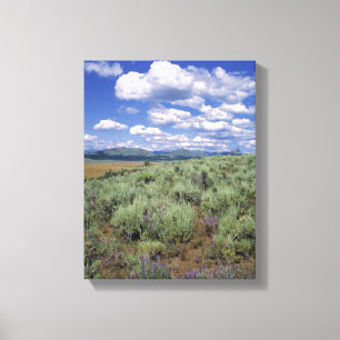 USA, Idaho, Camas Co. Beifuß und Lupine Leinwanddruck