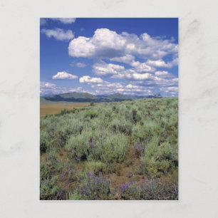 USA, Idaho, Camas Co. Beifuß und Lupine Postkarte