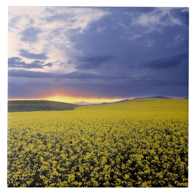 USA, Idaho, Swan Valley. Ein feuriger Sonnenunterg Fliese (Vorderseite)