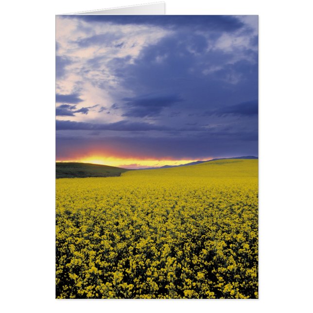 USA, Idaho, vallée du Swan. Un coucher de soleil e (Devant)