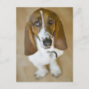 USA, Illinois, Washington, Portrait von Bassett 2 Postkarte
