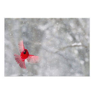 USA, Indiana, Indianapolis. Ein männlicher Kardina Fotodruck