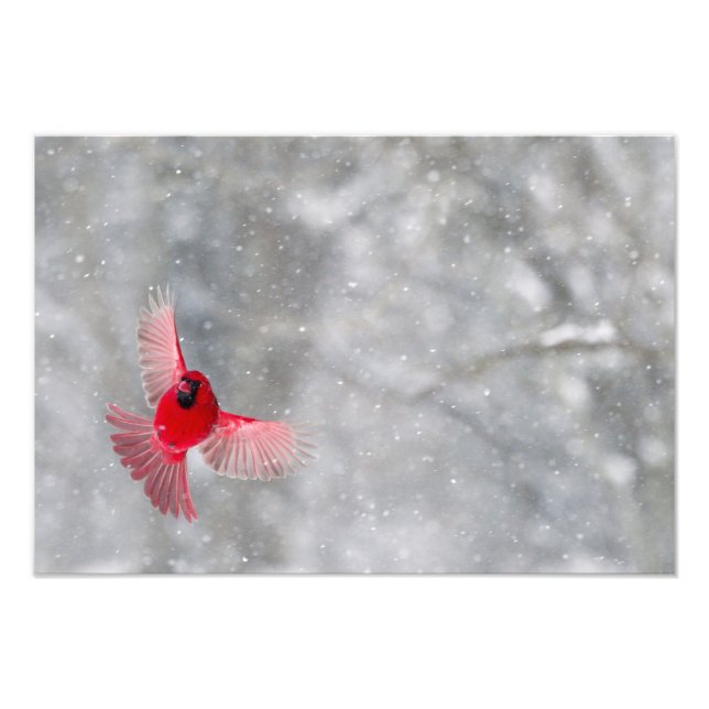 USA, Indiana, Indianapolis. Ein männlicher Kardina Fotodruck (Vorne)