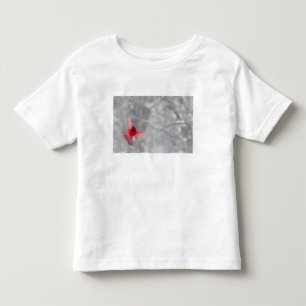 USA, Indiana, Indianapolis. Ein männlicher Kardina Kleinkind T-shirt