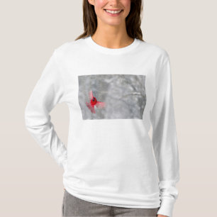 USA, Indiana, Indianapolis. Ein männlicher Kardina T-Shirt
