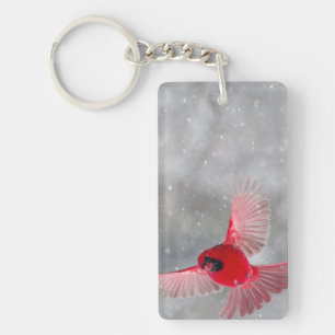 USA, Indiana, Indianapolis. Un cardinal masculin