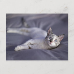 USA, Iowa, Portrait des jungen Kätzchens 2 Postkarte