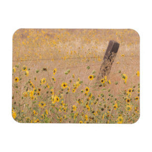 USA, Kalifornien, Adin. Stacheldrahtzaun Magnet