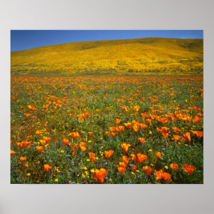 USA, Kalifornien, Antelope Valley Kalifornien Poster