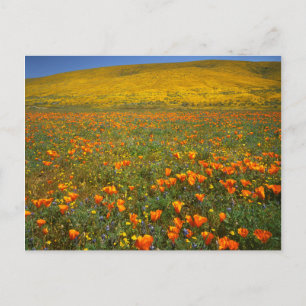 USA, Kalifornien, Antelope Valley Kalifornien Postkarte