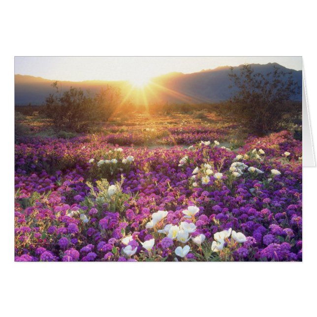 USA, Kalifornien, Anza-Borrego Desert Staat Park.  (Vorderseite (Horizontal))