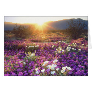 USA, Kalifornien, Anza-Borrego Desert Staat Park.2
