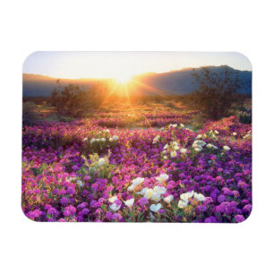 USA, Kalifornien, Anza-Borrego Desert Staat Park.2 Magnet
