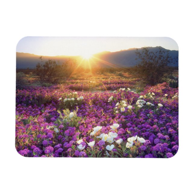 USA, Kalifornien, Anza-Borrego Desert Staat Park.  Magnet (Horizontal)