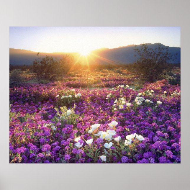 USA, Kalifornien, Anza-Borrego Desert Staat Park.  Poster (Vorne)