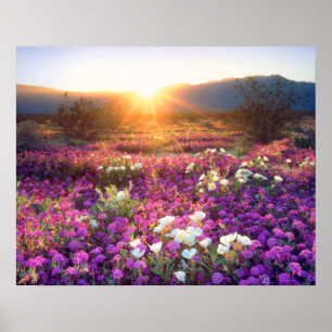 USA, Kalifornien, Anza-Borrego Desert State Park. Poster