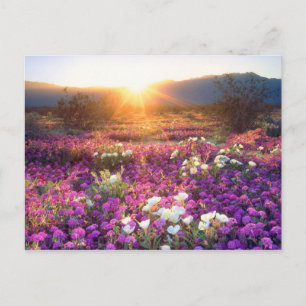 USA, Kalifornien, Anza-Borrego Desert State Park. Postkarte