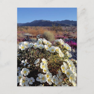 USA, Kalifornien, Anza-Borrego DSP. Dune-Abend 2 Postkarte