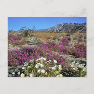 USA, Kalifornien, Anza-Borrego DSP. Dünenabend Postkarte
