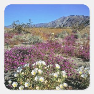 USA, Kalifornien, Anza-Borrego DSP. Dünenabend Quadratischer Aufkleber